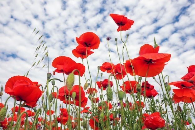 Coquelicots de belles fleurs contre le ciel bleu nuageux