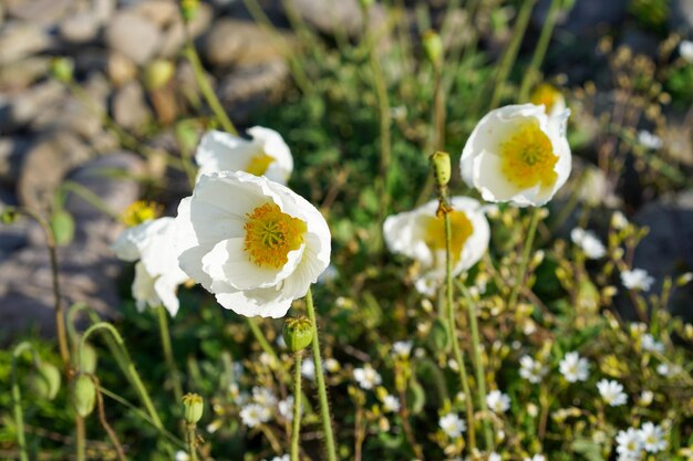 Des coquelicots blancs sur un fond de rochers et d'herbe