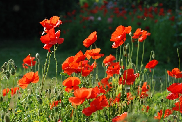 Coquelicots communs