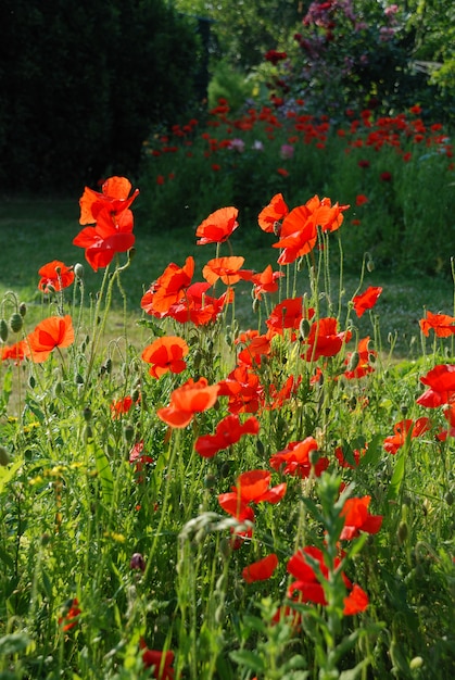 Coquelicots communs