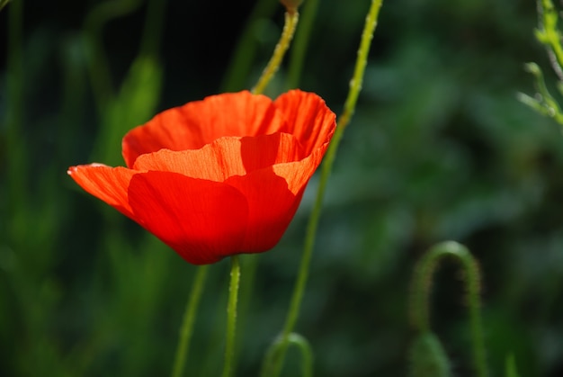 Coquelicots communs