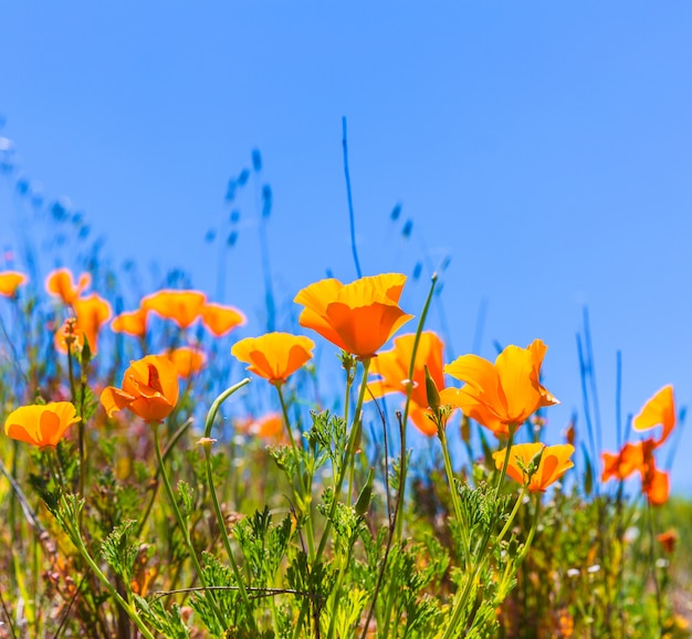 Coquelicots Coquelicot En Orange Dans Les Champs De Printemps