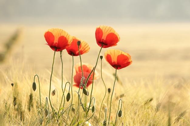 Coquelicots dans le champ au lever du soleil