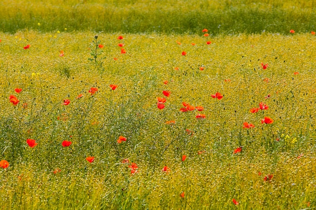 Coquelicots dans un champ de lin