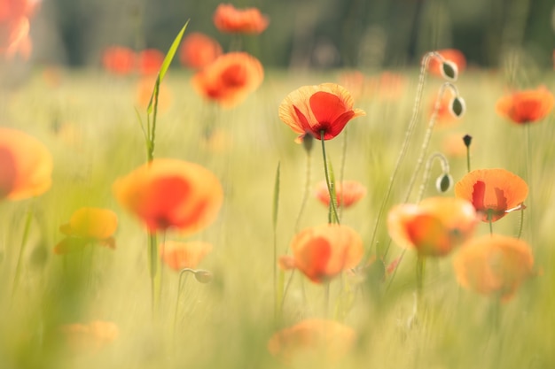 Coquelicots dans le domaine au coucher du soleil