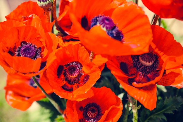 Coquelicots dans le jardin. Tonique.