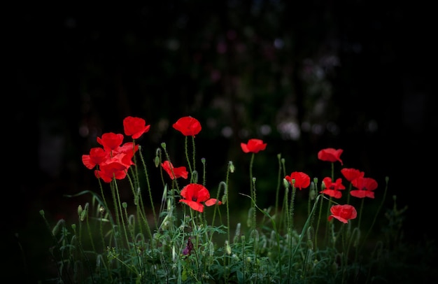 Coquelicots dans un jardin