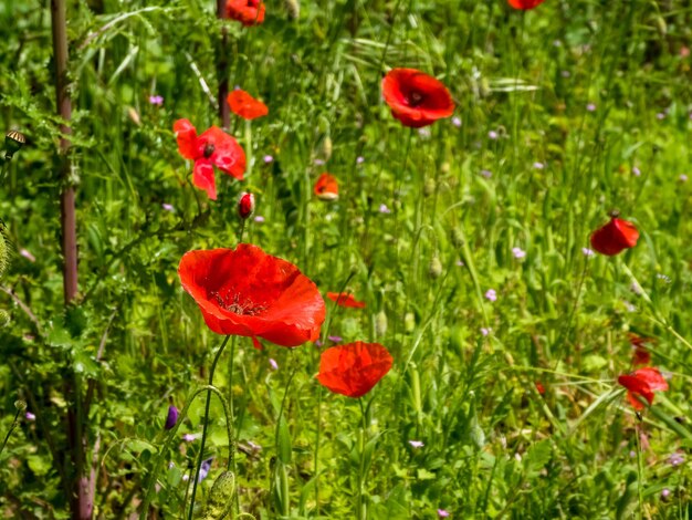 Coquelicots dans un pré