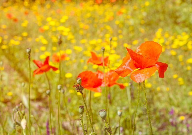 Coquelicots dans un pré