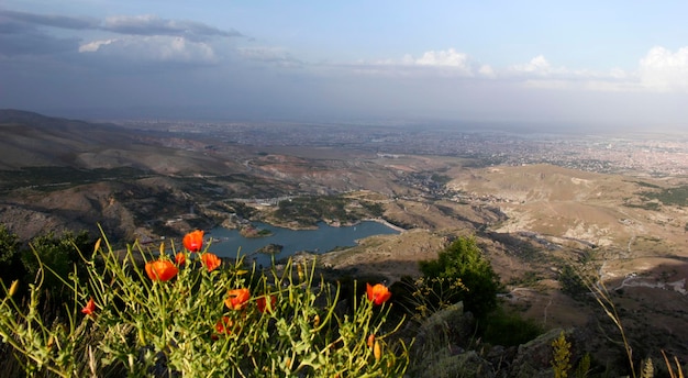 Coquelicots en fleurs au printemps Nature background Sille Dam Konya Turquie