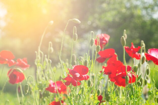 Coquelicots en fleurs Un champ de coquelicots La lumière du soleil brille sur les plantes