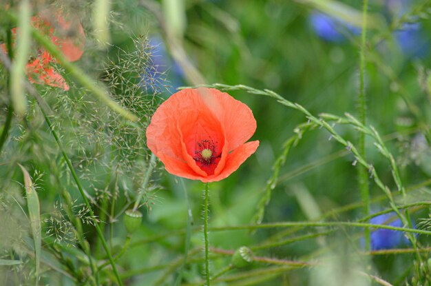 Photo coquelicots en fleurs dans le champ d'un agriculteur