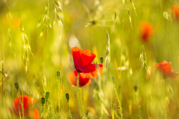 Coquelicots Fleurs de pavot rouge dans les champs de printemps de Minorque