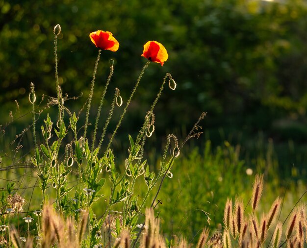 Coquelicots fragiles rouges gracieux dans le pré dans une belle lumière du coucher du soleil