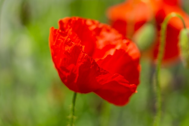 Coquelicots fragiles rouges gracieux dans le pré