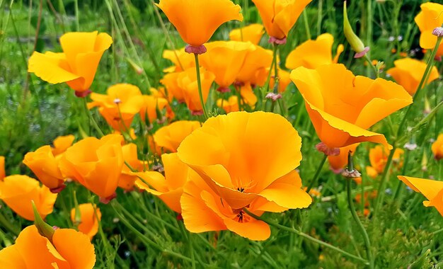 Coquelicots jaunes. Fermer. Campagne d'Angleterre