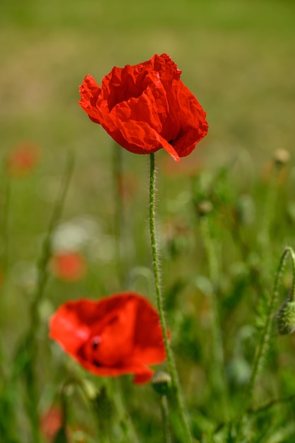 Photo des coquelicots rouges en allemagne