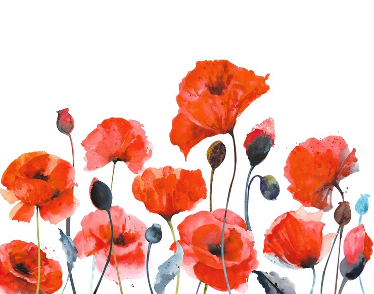 Coquelicots rouges aquarelle Composition de coquelicots rouges sur fond blanc
