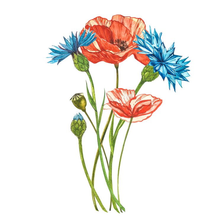 Coquelicots rouges aquarelles.