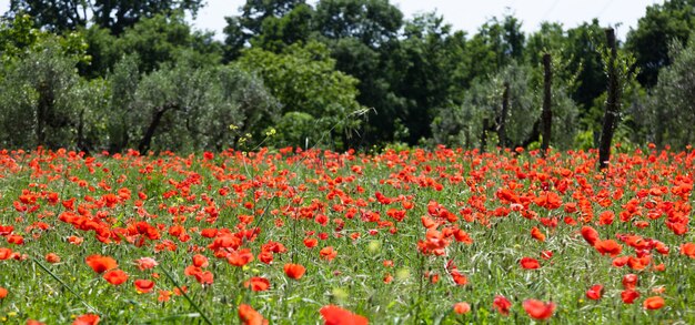 Coquelicots rouges sur un champ vert