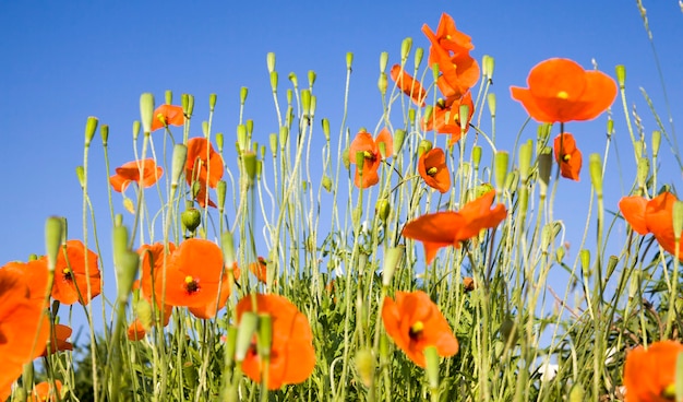 Coquelicots rouges sur ciel bleu