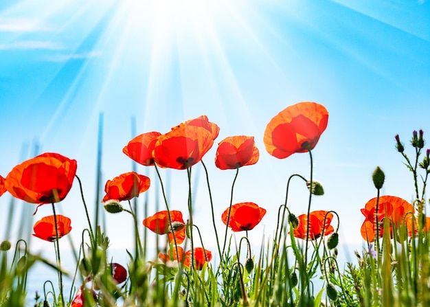 Coquelicots rouges sur un ciel bleu