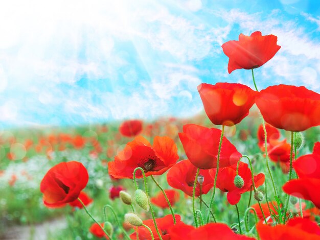 Coquelicots rouges contre un ciel bleu