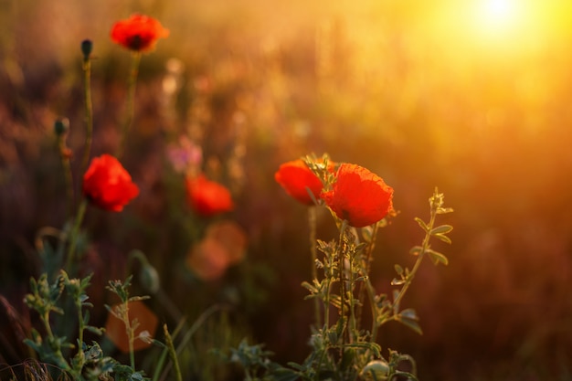 Coquelicots rouges dans le champ au coucher du soleil