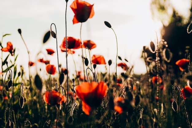 Coquelicots rouges dans un champ sur fond de coucher de soleil. Belle photo de fleurs pour le contenu.