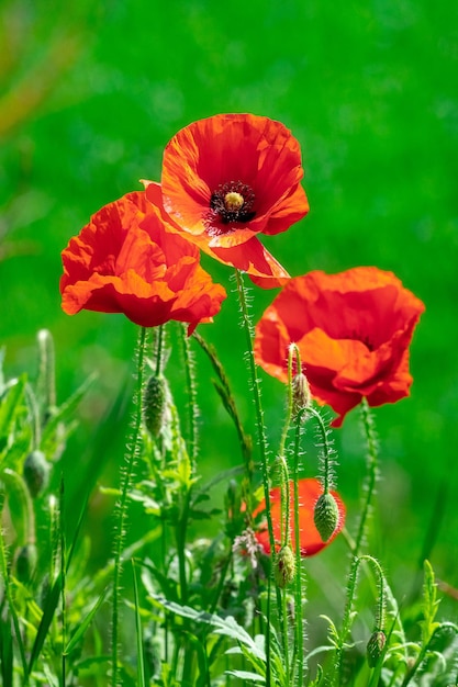 Coquelicots rouges dans un champ sur fond d'herbe verte