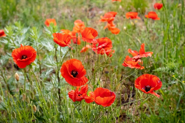 Des coquelicots rouges dans le champ