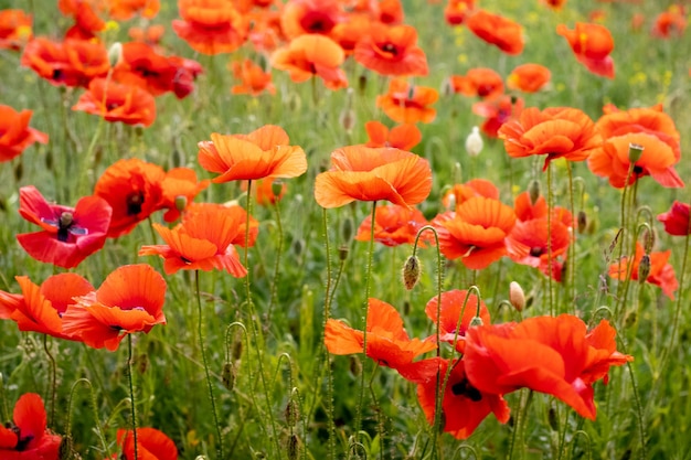 Des coquelicots rouges dans le champ