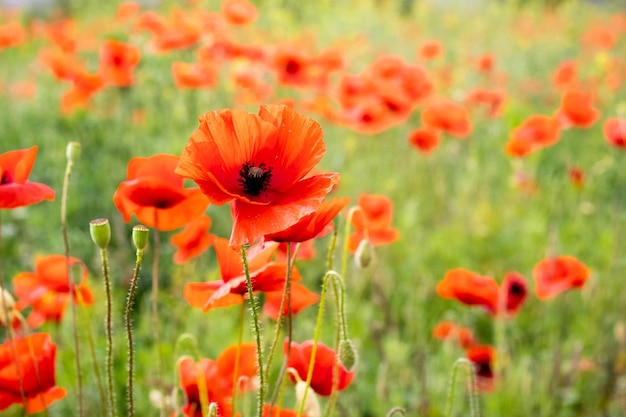 Des coquelicots rouges dans le champ