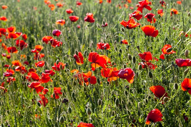 Coquelicots rouges d'été avec défauts