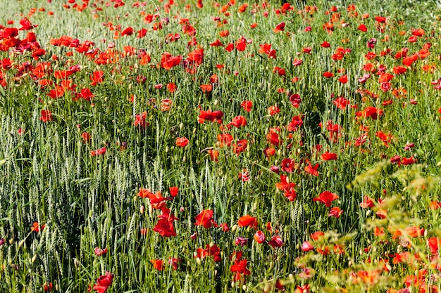 Coquelicots rouges d'été avec défauts