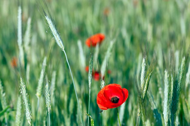 Coquelicots rouges d'été