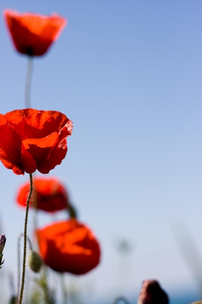 Coquelicots rouges avec feuille verte et ciel bleu