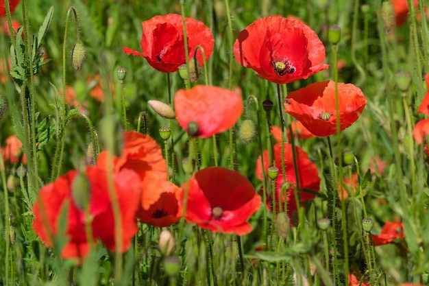 Les coquelicots rouges fleurissent magnifiquement sur une journée d'été ensoleillée en gros plan