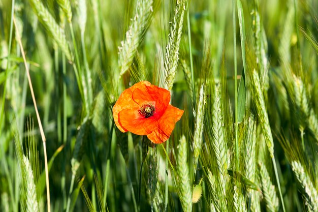 Des coquelicots rouges en fleurs ont photographié en gros plan des coquelicots rouges en fleurs en été. domaine agricole