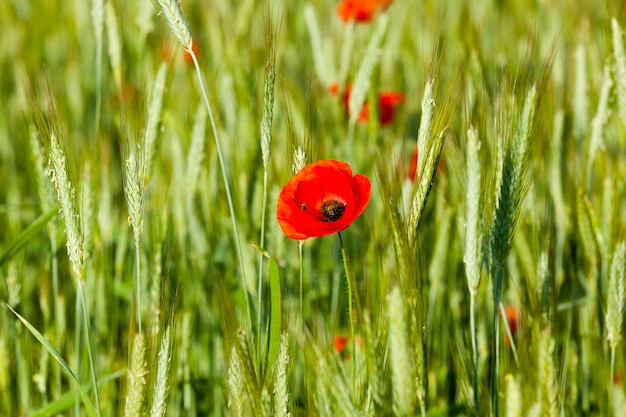 Coquelicots rouges en fleurs