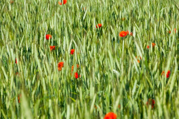 Coquelicots rouges en fleurs