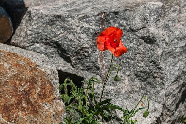 Coquelicots rouges sur fond de pierres