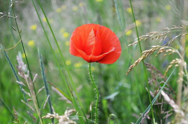 Photo coquelicots rouges latin papaver rhoeas au sommet du lac