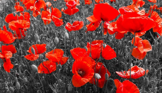 Coquelicots rouges noir et blanc