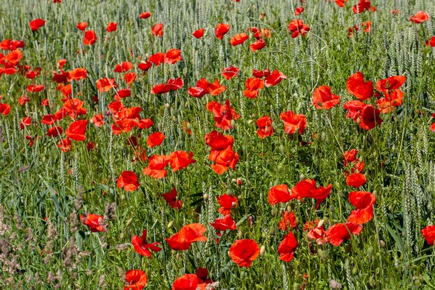 Coquelicots rouges poussant dans un champ agricole avec des céréales