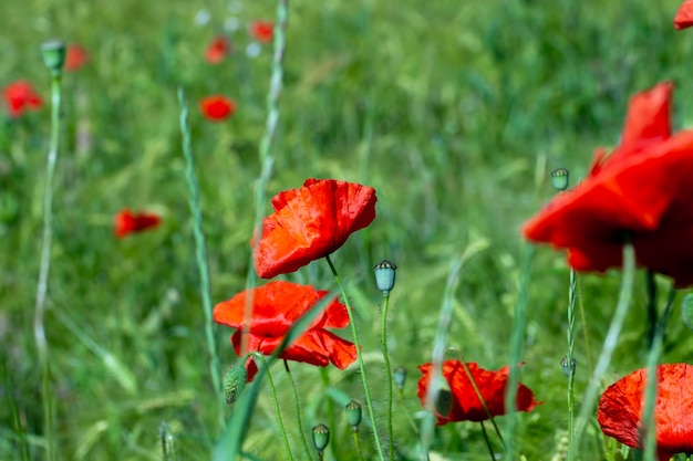 Coquelicots rouges poussant dans un champ agricole avec des céréales