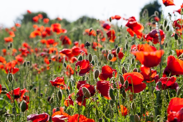 Coquelicots rouges qui ont commencé à s'estomper