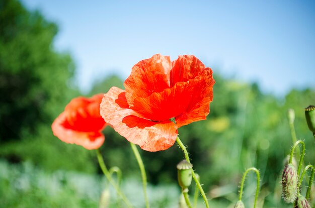 Coquelicots rouges en saison de floraison contre le ciel bleu