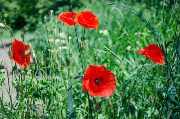 Coquelicots rouges en saison de floraison contre le ciel bleu