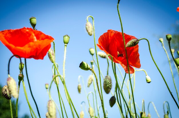 Coquelicots rouges en saison de floraison contre le ciel bleu